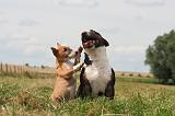 BULL TERRIER MINIATURE 047
